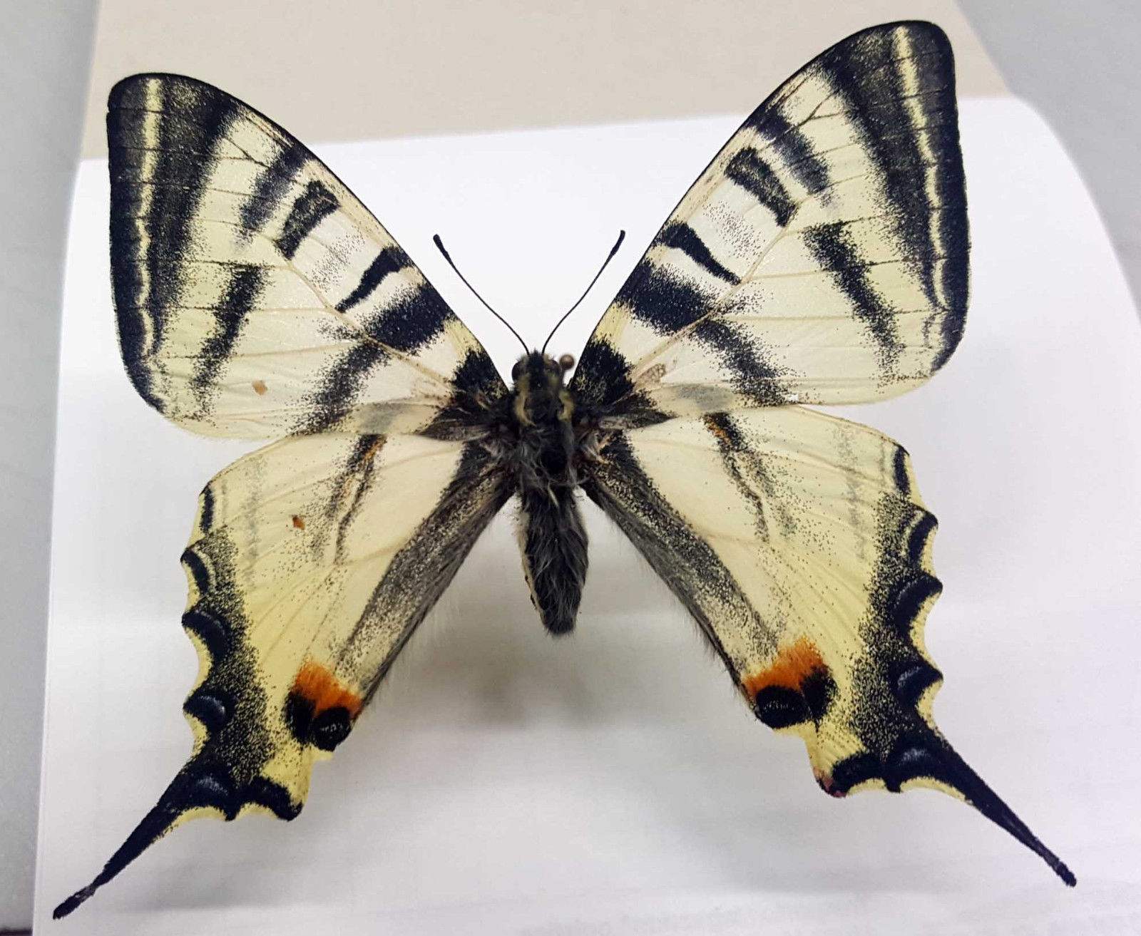 Iphiclides podalirius aleramica (aberrant f interruptus, ebay 2) (Internet Image property of respective owner, non-commercial use only)